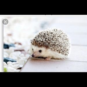 Meet your Posher, Louise